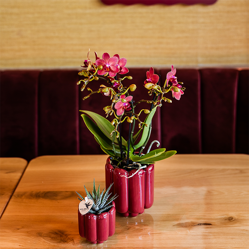 Orchidée Phalaenopsis rouge Blossom Congo avec cache-pot Retro rouge - H 40 cm, pot Ø9 cm