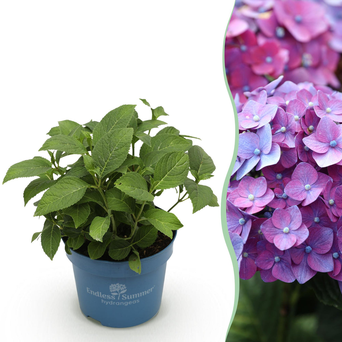 Hortensia Summer Love violet - Hydrangea Endless Summer - H 20-25 cm, pot Ø14 cm - photo 13