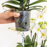 Orchidée Phalaenopsis blanche Blossom Lausanne avec cache-pot Diabolo rouge foncé à réserve d'eau - H 45 cm, pot Ø9 cm
