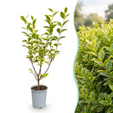 Kit haie Troène doré Aureum - H 35-45 cm, pot Ø9 cm