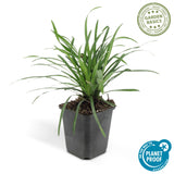 Liriope Big Blue en godet - Liriope muscari - H 10-25 cm, pot Ø9 cm - photo 4