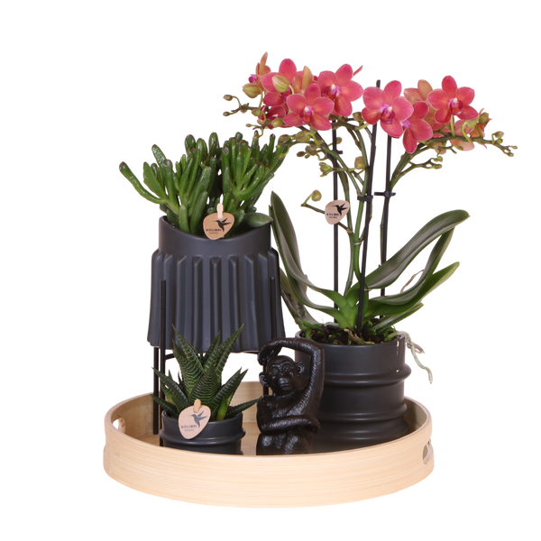 Orchidée Phalaenopsis rouge Blossom Congo et 2 succulentes - coffret Mellow noir - pot Ø9 cm