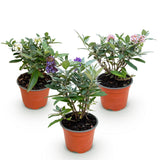 Green boutiQ - Pianta da Giardino - Buddleja davidii Butterfly Candy Little Tricolour - Arbusto Farfallesco - Compatto - Rosa-Bianco-Lilla - 3 Piante - Vaso 12cm - Altezza 20-25cm