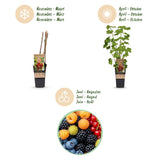 Mélange de petits fruits : groseille, mûre, framboise et myrtille - H 50 cm, pot Ø15 cm