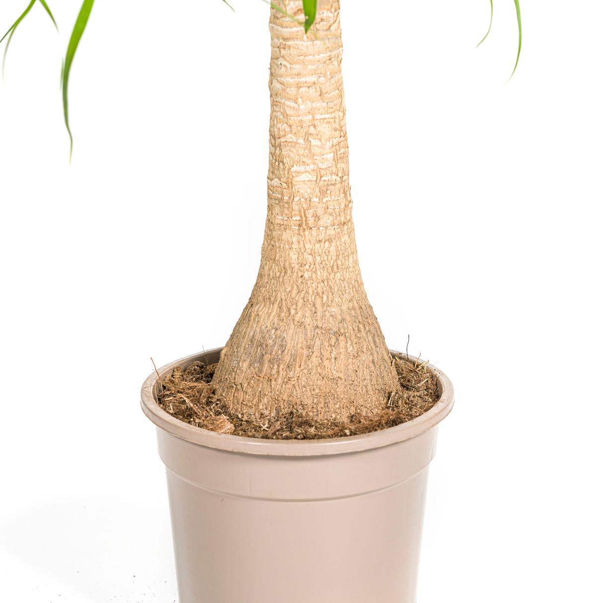 Beaucarnea Recurvata - Tronc avec cache-pot