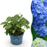 Hortensia Endless Summer The Original bleu - Hydrangea macrophylla - H 20-25 cm, pot Ø14 cm