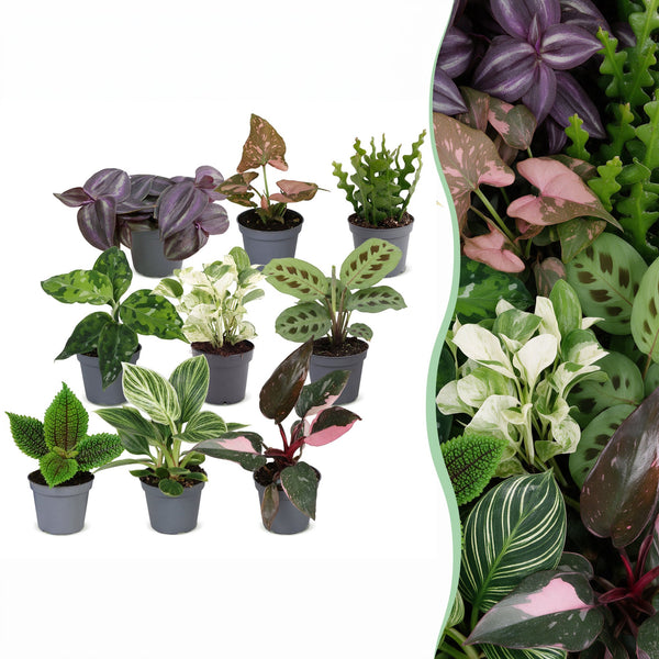 Baby plantes surprise - lot de 3 à 12 mini plantes tropicales - pot Ø6 cm