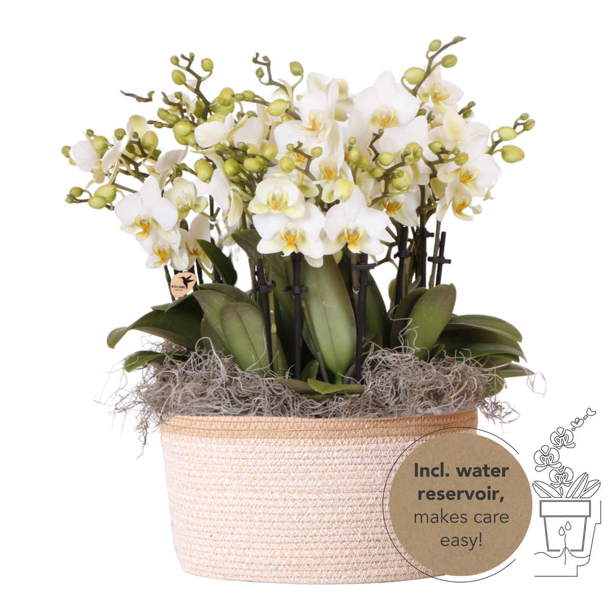 Orchidées Phalaenopsis blanches Blossom Lausanne en panier Cotton - bouquet de 3