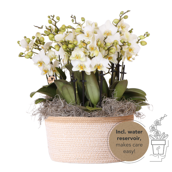 Orchidées Phalaenopsis blanches Blossom Lausanne en panier Cotton - bouquet de 3 - H 45 cm, pots Ø12 cm