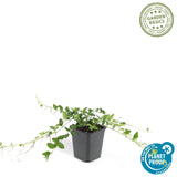 Petite pervenche Alba en godet - Vinca minor - H 10-25 cm, pot Ø9 cm - photo 5