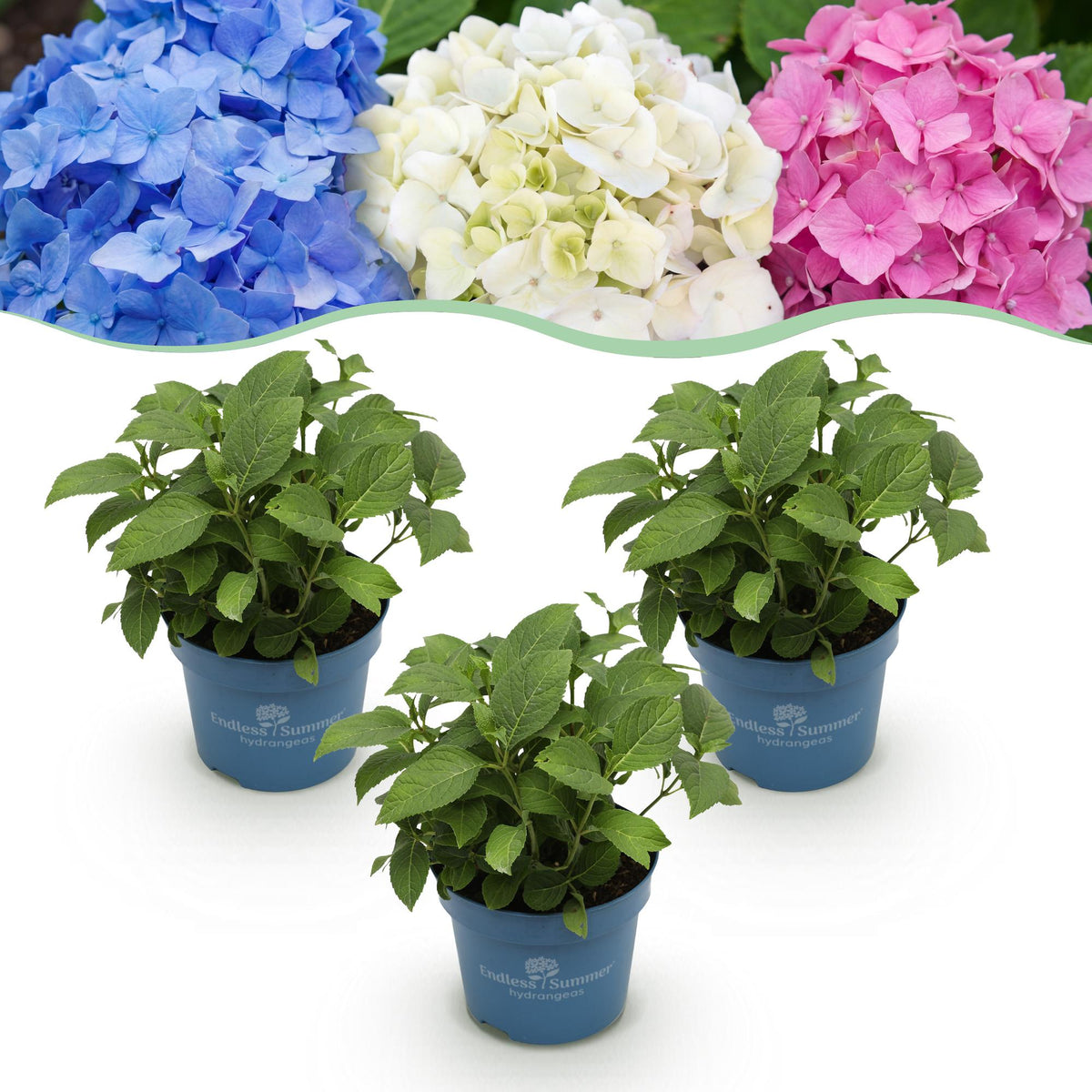 Green boutiQ - Pianta da Giardino - Ortensia Hydrangea Endless Summer Blu - Rosa - Bianco - Hortensia - Resistente al Freddo - Blu - Rosa - Bianco - 3 Piante - Vaso 14cm - Altezza 20-25cm