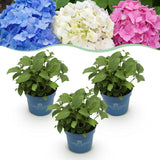 Green boutiQ - Pianta da Giardino - Ortensia Hydrangea Endless Summer Blu - Rosa - Bianco - Hortensia - Resistente al Freddo - Blu - Rosa - Bianco - 3 Piante - Vaso 14cm - Altezza 20-25cm