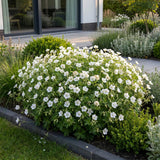 Géranium sanguin Album - H 15-25 cm, pot Ø11 cm - photo 6