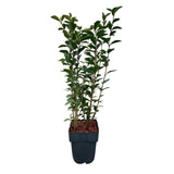 Green boutiQ - Haagplanten - Ligustrum ovalifolium -  blad groen - 6 planten - 1 strekkende meter - groenblijvend - pot 17cm hoogte 55cm
