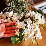 Orchidée Phalaenopsis blanche Botanic Nazaré avec cache-pot Melody crème - H 30 cm, pot Ø9 cm