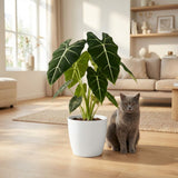 Alocasia Frydek – Oreille d'éléphant veloutée | Pot 19 cm