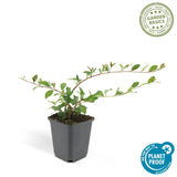 Cotonéaster rampant dammeri en godet - Cotoneaster dammeri - H 10-25 cm, pot Ø9 cm - photo 3
