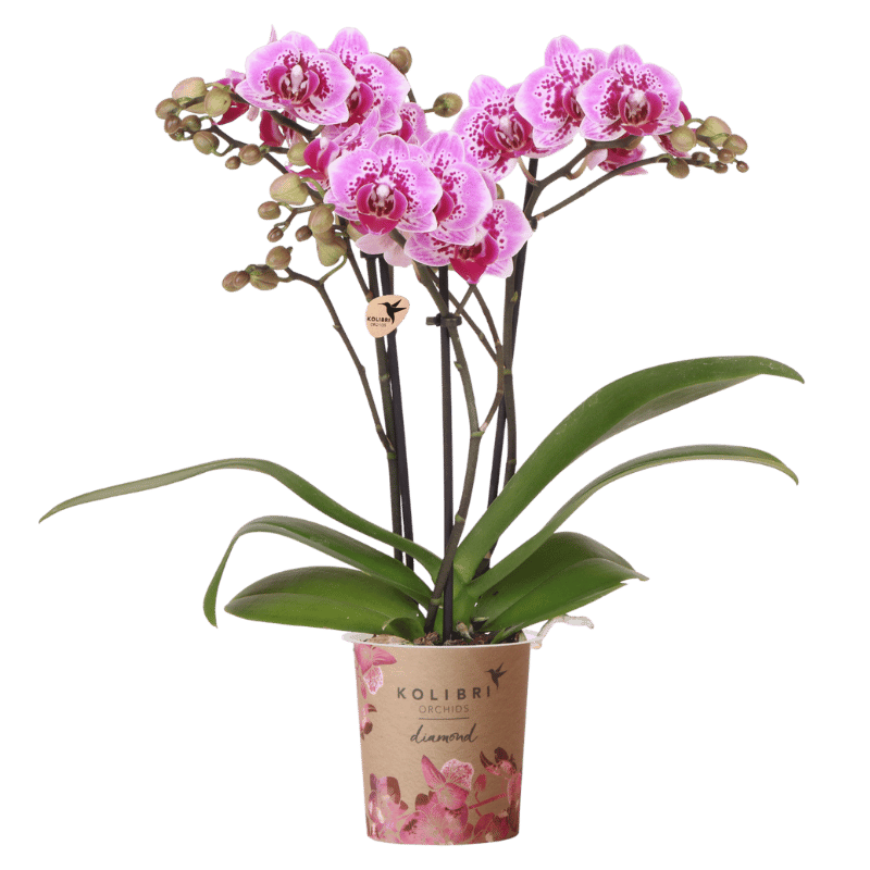 Orchidée Phalaenopsis rose et violette Diamond El Salvador