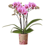 Orchidée Phalaenopsis rose et violette Diamond El Salvador