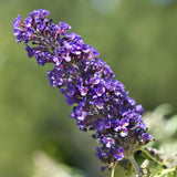 Green boutiQ - Vlinderstruik - Buddleja davidii Black Night - Bloem Paars - 1 Plant - Bladverliezend - Vlinderlokkend -  Pot 17cm Hoogte 25cm