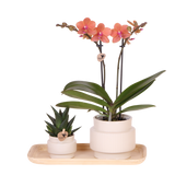 Orchidée Phalaenopsis orange Mineral Bolzano et succulente - coffret Allure blanc