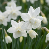 Narcisse Thalia - 60 bulbes