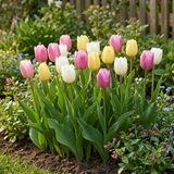 Tulipe en mélange Sorbet