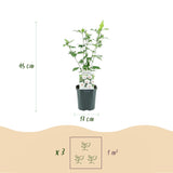 Green boutiQ - Pianta da Giardino - Hibiscus syriacus Red Heart - Hibisco da Giardino - Resistente al Freddo - Bianco - Rosso - 3 Piante - Vaso 17cm - Altezza 45cm