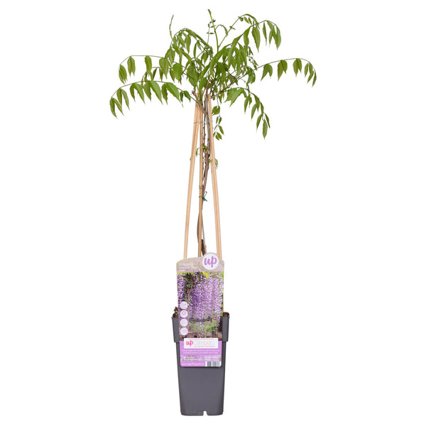 Glycine du Japon Naga Noda - Glycine violette