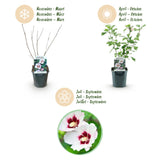 Green boutiQ - Pianta da Giardino - Ibisco Siriano Hamabo - Ibisco da Giardino - Resistente al Gelo - Bianco - Rosa - 3 Piante - Vaso 17cm - Altezza 45cm