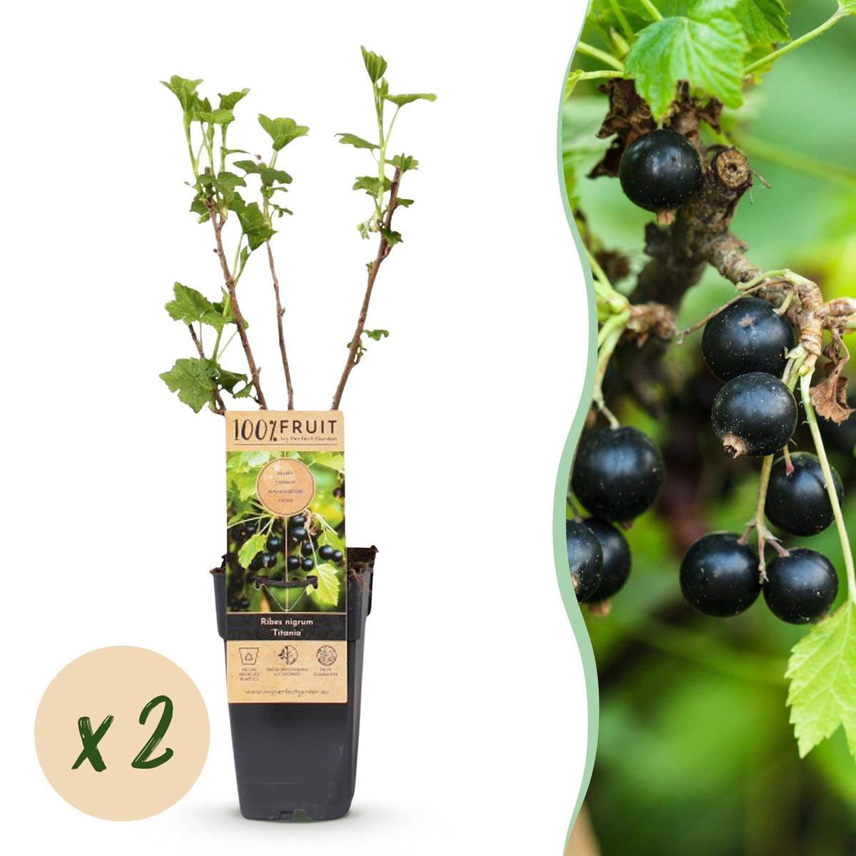 Cassissier Titania - Ribes nigrum - 2 plants - H 50 cm, pot Ø15 cm