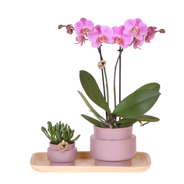 Orchidée Phalaenopsis rose-violet Mineral Frederikstad et succulente - coffret Allure violet - pot Ø9 cm