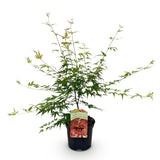 Green boutiQ - Terrasplant - Japanse Esdoorn - Acer palmatum Pink Dwarf - Roze - 1 Plant - Bladverliezend - Pot 19cm Hoogte 70cm