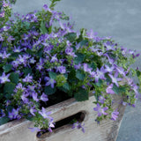 Campanule Stella en godet - Campanula poscharskyana - H 10-25 cm, pot Ø9 cm - photo 5