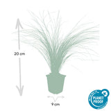 Stipa tenuissima Ponytails en godet - Cheveux d'ange - H 10-25 cm, pot Ø9 cm - photo 2