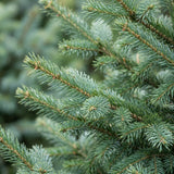 Épicéa de Serbie - Picea omorika - H 70 cm, pot Ø23 cm - photo 4