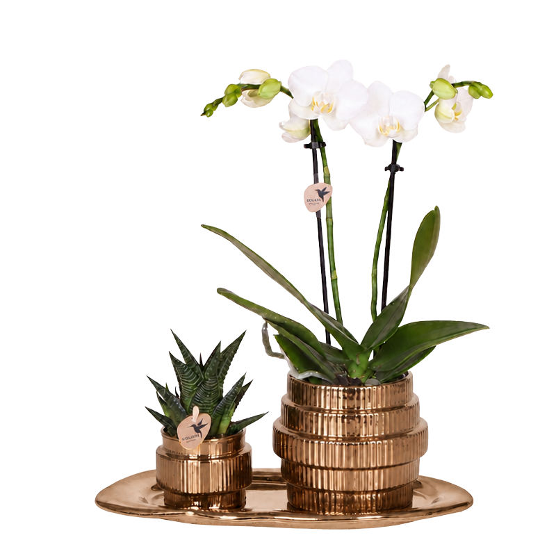 Orchidée Phalaenopsis blanche Mineral Amabilis et succulente - coffret Allure Shiny bronze - pot Ø9 cm