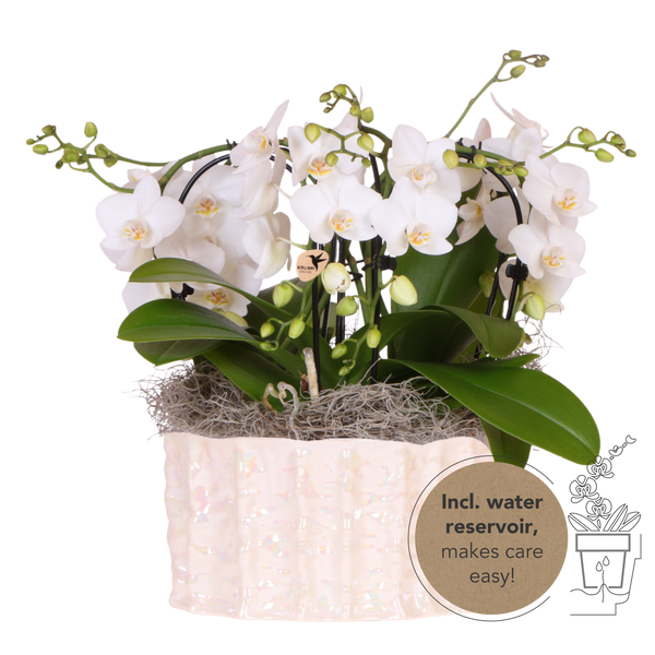 Orchidées Phalaenopsis blanches Niagara Fall en coupe Oyster - bouquet retombant de 6 hampes - H 40 cm, pots Ø9 cm
