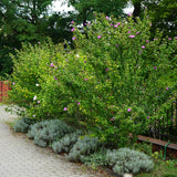 La Green Touch - Pianta da Giardino - Hibiscus syriacus Woodbridge - Ibisco da Giardino - Resistente al Freddo - Rosa - 3 Piante - Vaso 17cm - Altezza 45cm