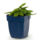 Bétoine Ukkie - H 15-25 cm, pot Ø11 cm