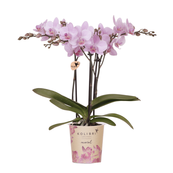 Orchidée Phalaenopsis rose Mineral Chamberry - H 35 cm, pot Ø9 cm