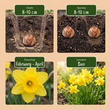 Narcisse February Gold - calibre 10/12