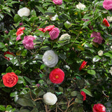 Green boutiQ - Heesters - Camelia japonica Tricolour - Bloem Roze, Wit en Rood - 1 Plant - Groenblijvend - Pot 15cm Hoogte 30cm