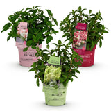 Green boutiQ - Pianta da giardino - Ortensia panniculata Groundbreaker Blush - Greeny - Ruby - Ortensia a pennacchio - Compatta - Rosa-Verde-Rosso - 3 Piante - Vaso 14cm - Altezza 20-25cm