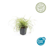 Laîche Evergold en godet - Carex oshimensis - H 10-25 cm, pot Ø9 cm - photo 4