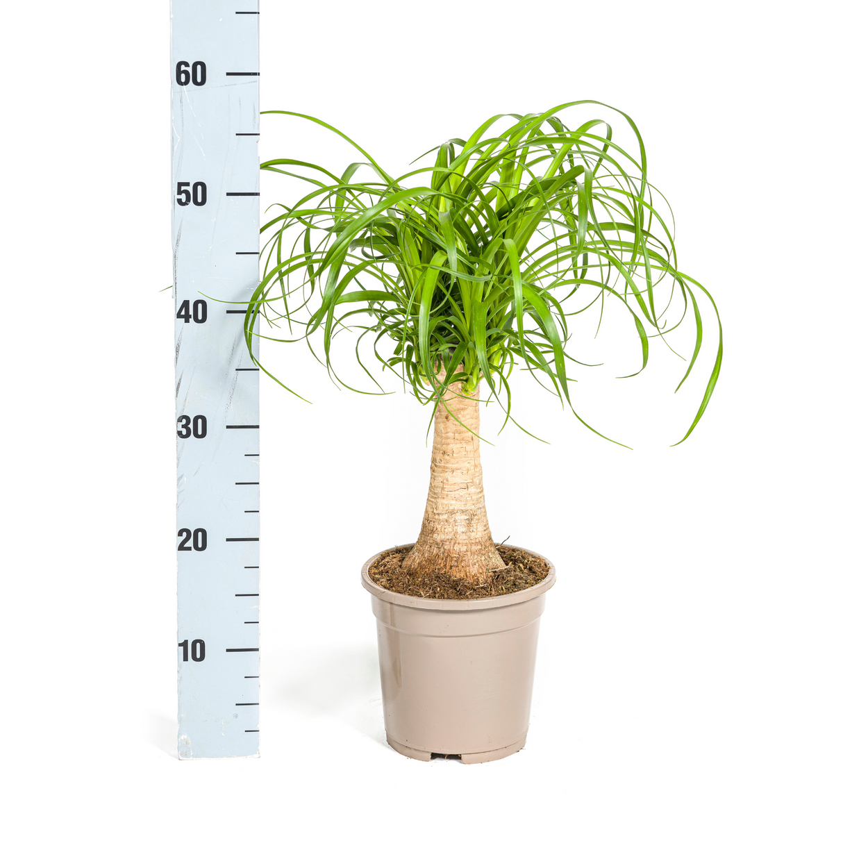Beaucarnea Recurvata - Tronc