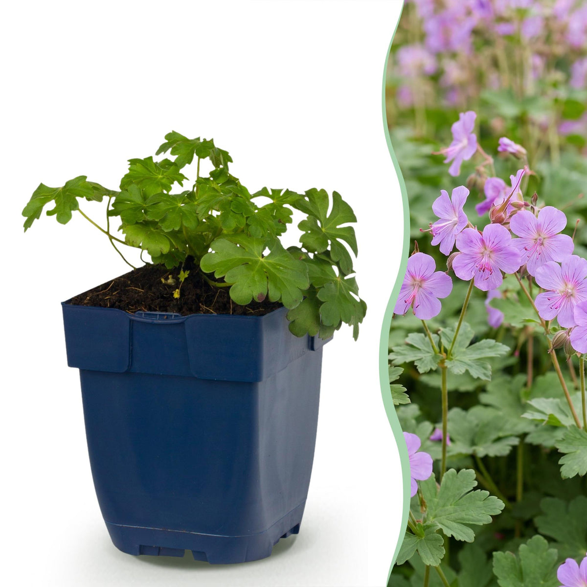 Géranium vivace Czakor - H 15-25 cm, pot Ø11 cm