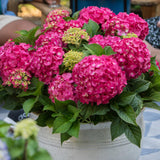 Green boutiQ - Pianta da Giardino - Ortensia Hydrangea Endless Summer Summer Love Red - Hortensia - Resistente all'Inverno - Rosso Intenso - 1 Pianta - Vaso 14cm - Altezza 20-25cm