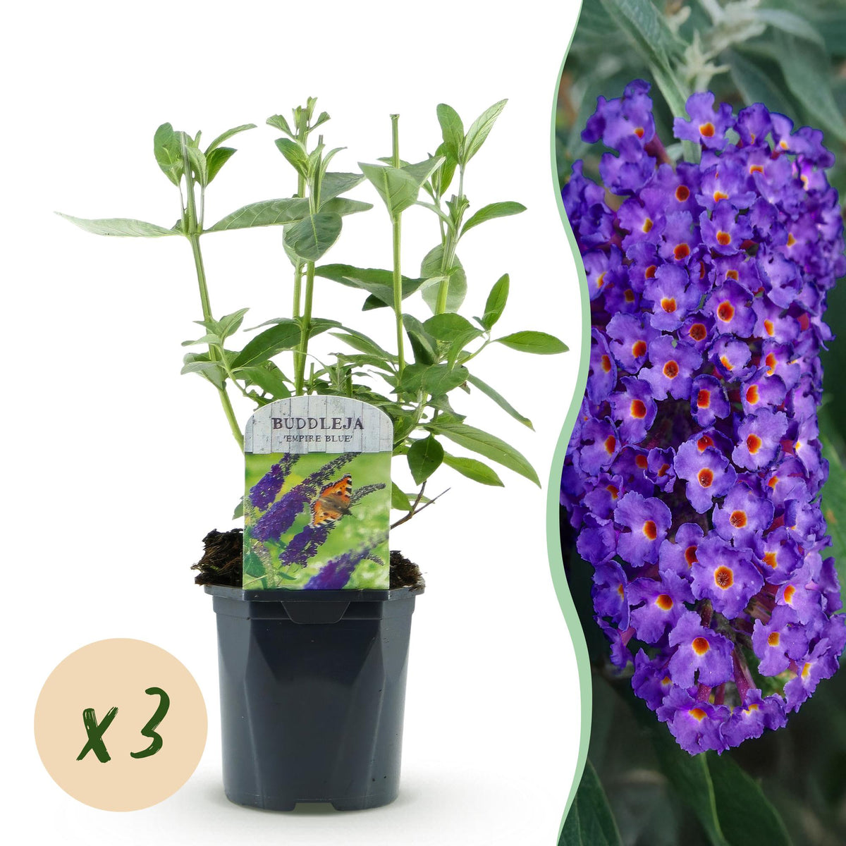 La Green Touch - Pianta da Giardino - Buddleja davidii Empire Blue - Arbusto delle Farfalle - Resistente al Gelo - Blu Profondo - 3 Piante - Vaso 17cm - Altezza 45cm