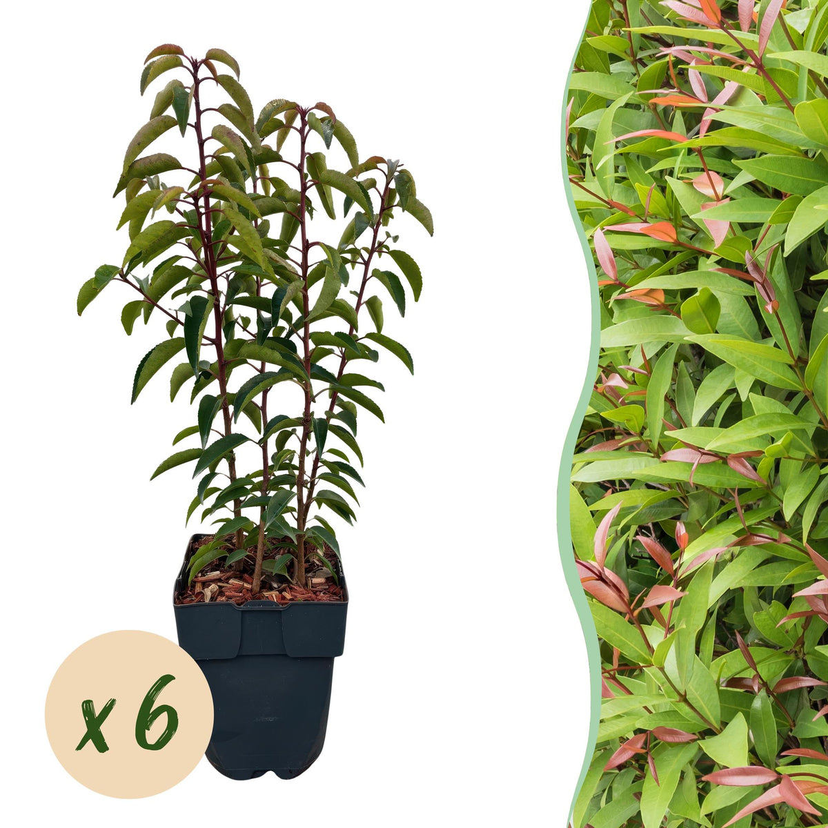Green boutiQ - Haagplanten - Prunus lusitanica Angustifolia - blad groen - 6 planten - 1 strekkende meter - groenblijvend - pot 17cm hoogte 50cm